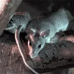 Hogyan lehet megkülönböztetni az egerek patkányok külső és viselkedési tünetek