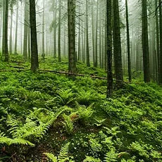 Как да се движите в гората, ако изгуби в гората, ориентиране