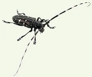Ceea ce aduce prejudicii gândacul-mreană
