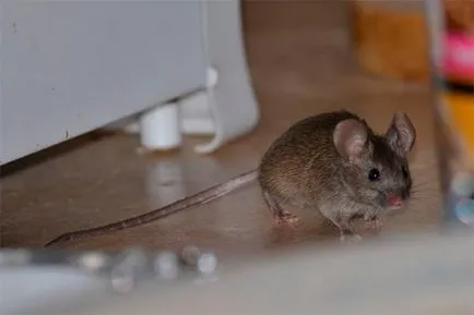 Hogyan lehet megkülönböztetni az egerek patkányok külső és viselkedési tünetek