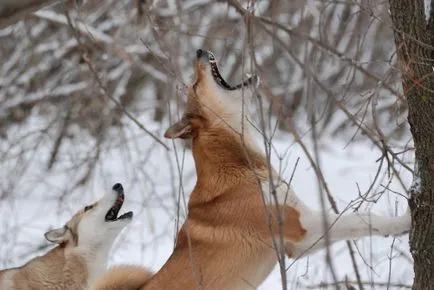 Hogyan vadásznak nyest vadászat nyest nyomkövető, vadászat nyest egy husky, a vadászat nyest