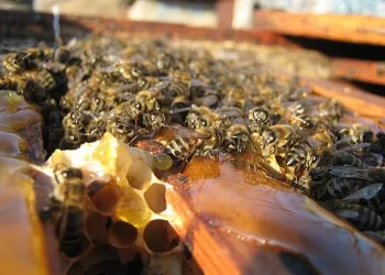 Как да се хранят пчелите през пролетта