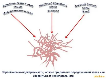 Как да се подготвите за червеите риболов - риболов - информация и забавление портал