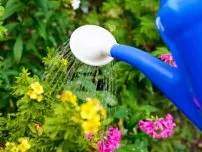 Как да се хранят delphiniums в цветята в градината (имения)