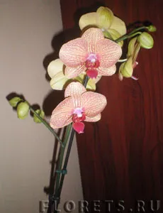 Как да изберем една орхидея Phalaenopsis