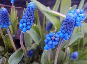 Как да се засадят и грижа за миши зюмбюл или Muscari