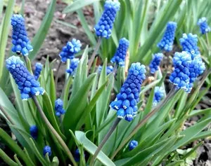 Как да се засадят и грижа за миши зюмбюл или Muscari