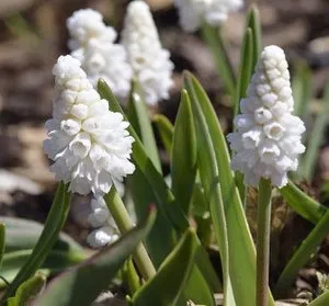 Как да се засадят и грижа за миши зюмбюл или Muscari