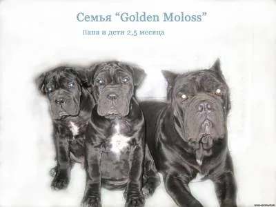 Cum de a alege un catelus Cane Corso cane corso pret catelus