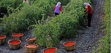 Hogyan kell szedni a Goji a fogyás - receptek utasításait