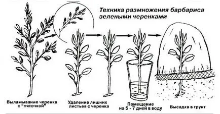 Как да се разпространяват от резници берберис, градинар