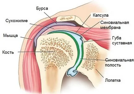 Hogy van egy mágneses rezonancia a vállízület