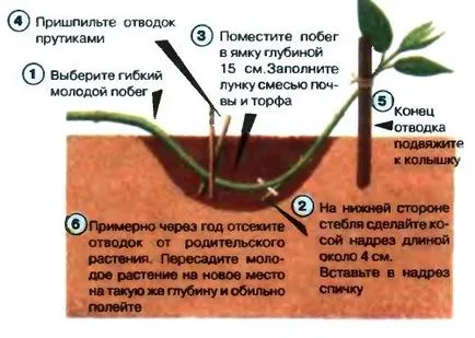 Hogyan terjednek a dugványok borbolya, kertész