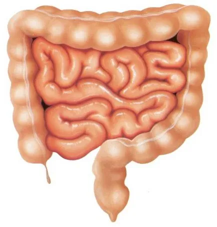 Cum sistemul digestiv