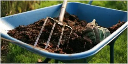 Как да се засадят дюля на открито място през пролетта и есента