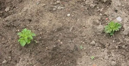 Як садити картоплю під лопату (посадці картоплі лопату) Як садити картоплю під лопату