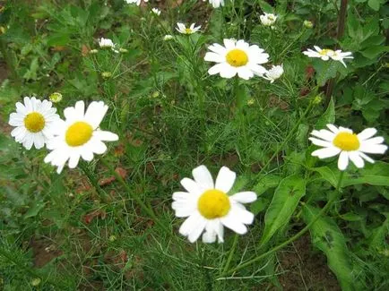 Cum sa faci un buchet de margarete cu mâinile lor