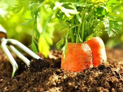 Як садити моркву насінням у відкритому грунті, щоб не проріджувати (грунті) Як садити моркву насінням у відкритому грунті, щоб не проріджувати