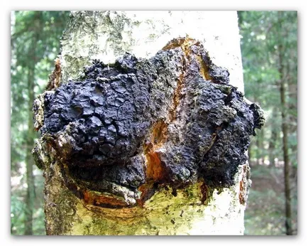 Cum de a colecta Chaga