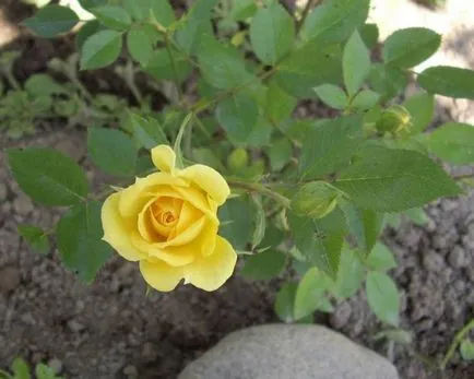 Hogyan kell tartani rózsa él - a tárolás körülményeit virágok - hasznos tippek