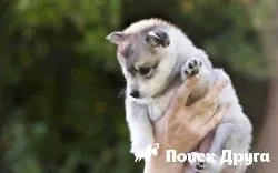 Чи можна собаку, щеня брати на руки (чи можна брати собаку) Чи можна собаку, щеня брати на руки