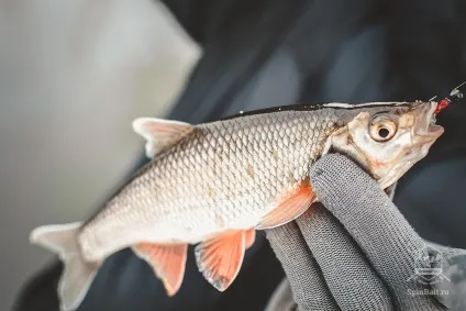 Мормодроч або мормоспіннінг