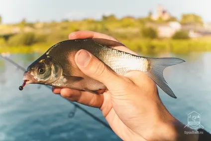 Мормодроч або мормоспіннінг