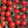 Cum de a accelera de maturare tomate - gradina ta