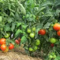 Cum de a accelera de maturare tomate - gradina ta