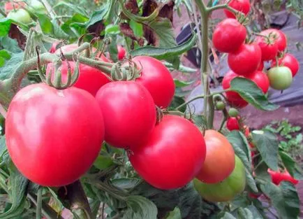 Как да се грижим за домати в открито поле