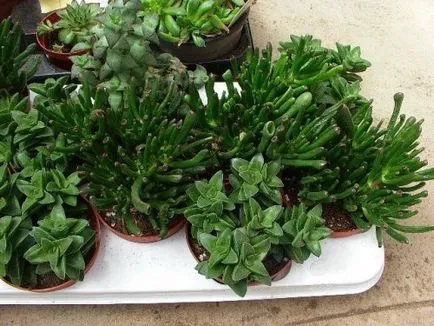 Hogyan törődik Crassula (pénz fa)