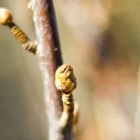 Hogyan növekszik a birs az oldalon