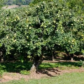 Hogyan növekszik a birs az oldalon