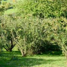 Hogyan növekszik a birs az oldalon