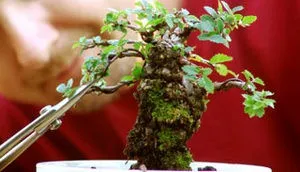 Hogyan növekszik Ficus Benjamin a stílus bonsai kezük