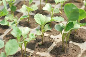 Cum să crească broccoli în grădină pe un teren deschis