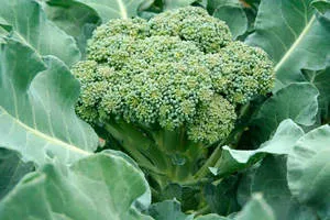 Cum să crească broccoli în grădină pe un teren deschis