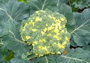 Hogyan növekszik a brokkoli a kertben nyílt terepen