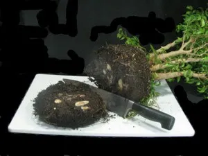 Hogyan növekszik Ficus Benjamin a stílus bonsai kezük