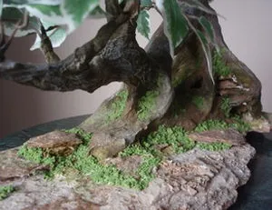 Cum să crească Ficus Benjamin în stilul de bonsai cu mâinile lor
