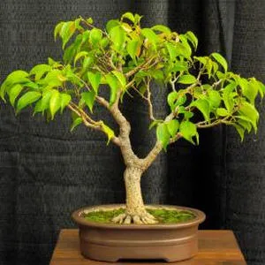 Cum să crească Ficus Benjamin în stilul de bonsai cu mâinile lor