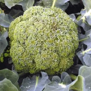 Как да расте броколи в градината на открито място