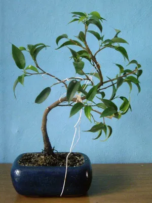 Hogyan növekszik Ficus Benjamin a stílus bonsai kezük