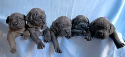 Як вибрати цуценя кане корсо