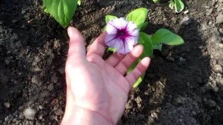 Cum aterizează răsaduri de petunia în sol