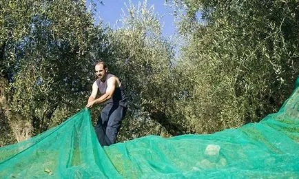 Hogyan növekszik paradicsom egy nagy nyílt területen, az üvegházban