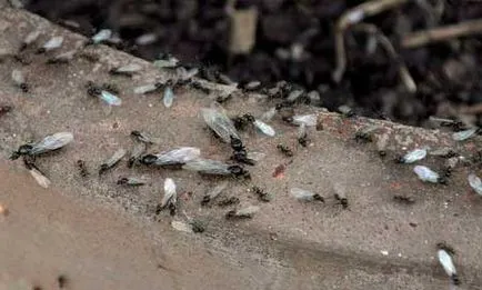 Как да се покаже, че мравките нападнатите дървета