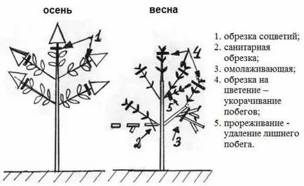 Как да расте в Deutz засаждане страна и грижи в открито поле