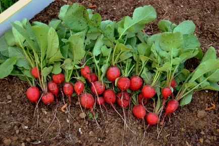 Cum să crească ridichi în balcon în apartament - plantare și îngrijire