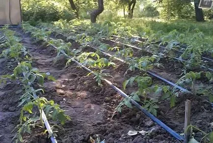 Hogyan növekszik paradicsom egy nagy nyílt területen, az üvegházban